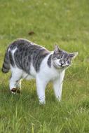 Cat Feline
