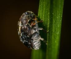 Macro Insect macro