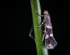 Insect Bespozvonochnoe Lepidoptera