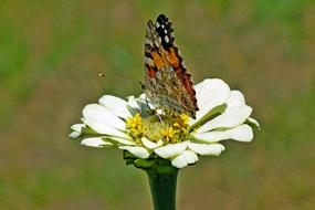 Butterfly Insect Flower