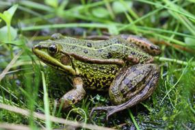 Frog Animal