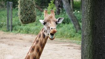 screaming funny giraffe
