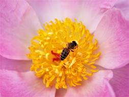 Rose Bloom Insect