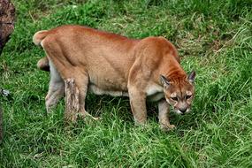 Animal Jungle Mammal