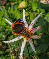 Butterfly Insect Close Up