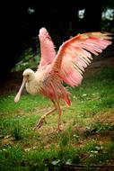 Roseate Spoonbill Löffler Ibis
