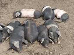 Pig Open Air Museum Historically