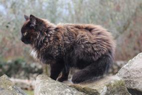 Animal Cat Kitten
