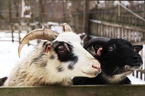 Goat Animal Horns