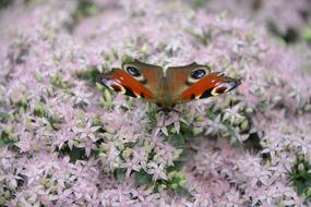 Butterfly Insect Plant Pink Flower