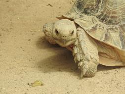tortoise in the desert sand