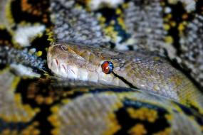 wild snake with a red eye