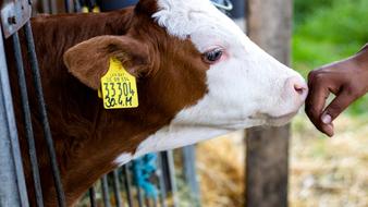 Cow Farm Cattle