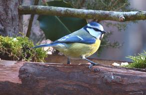 Blue Tit Bird Forest