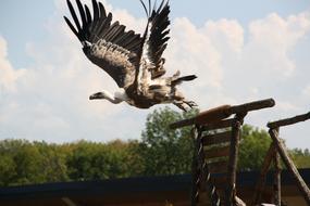 Raptors Falcon Bird