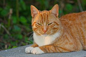 Cat Feline Tom