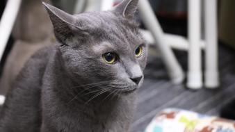 Cat Russian Blue A Brooks