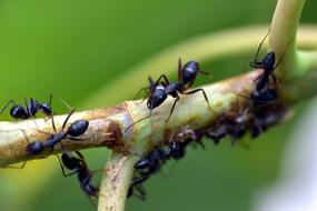 Black Ant Insect Garden Lasius