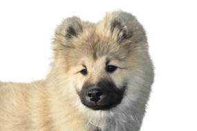 Dog Eurasier Isolated Dear