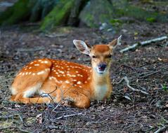 young Deer Animal in forest