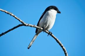 Bird Avian Fiscal Shrike