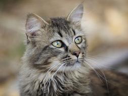 Cat Animal Pet