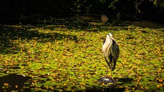 Grey Heron Pond