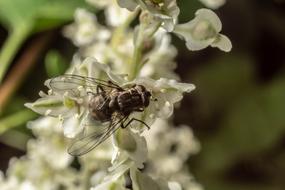 Macro Fly Insect Close