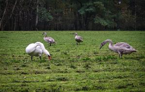A Flock Of Swans Family