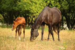 Foal Horses Mare