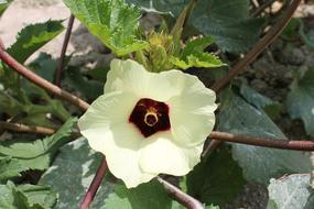 white flower in the garden is beautiful