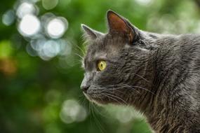 Animal Cat