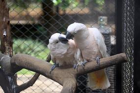 Bird Indonesian White Older