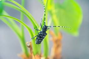 Beetles Insect Plant