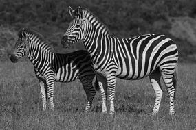 Zebra Addo Elephant