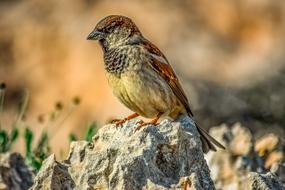 Sparrow Bird Animal