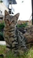 Cat Kitten Animal in garden