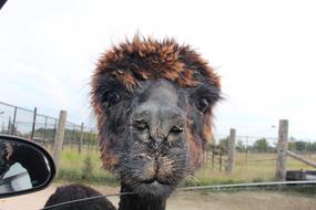 smiling llama in the zoo