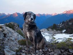 Dog Australian Shepherd Mutt Mixed