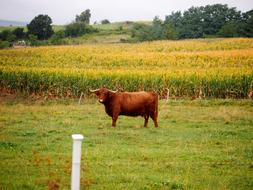 Beef Highland Brown
