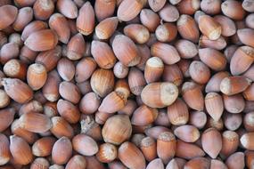ripe delicious nuts harvest
