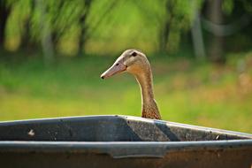 Duck Running Bird