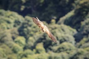 Kestrel Bird Of Prey Raptor