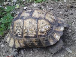 Animal Turtle Shell