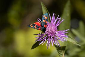 a beautiful butterfly in dots