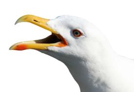 Seagull Water Bird Seevogel