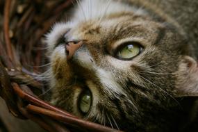 Cat Cat'S Eyes Pet