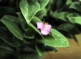 garden flower vegetable