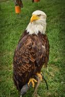 Aguila Animal Birds Of