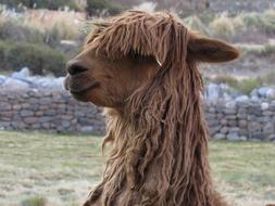 Peru Alpaca Animal